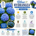 Blue Hydrangea Bush Live Plant, Hardy Flower Shrub, 1-1.5 Ft Tall