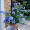 2 Blue Plumbago Live Plant 4-8 Inches Tall, Blue Plumbago Plants, Perennial Flowers Plants for Your Garden, No Pot