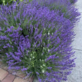 Lavender Live Plant in  Pot, Lavender Herb Plants, Fragrant Hardy Herb for Indoor or Outdoor Planting