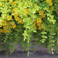 Golden Creeping Jenny Plant Live, Golden Creeping Jenny Seedling in Plug, 1-3 Inc Tall, Bright Yellow Foliage, Hardy Perennial Plant for Ground Cover, Hanging Basket