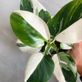 Philodendron Plant in 4 Inch Pot, Tropical Indoor Houseplant, Easy Care Foliage Plant for Home, Office, or Patio (White Variegated Philodendron)