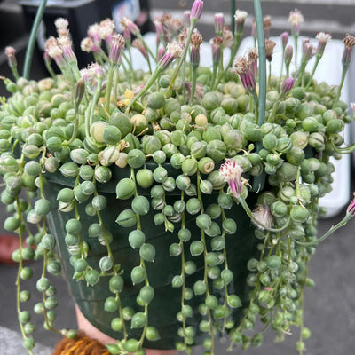 Variegated String of Pearls Plant Live, String of Pearls Plant Live, Variegated String of Pearls, Live String of Pearls Succulent Plant in Pot for Indoor House Planting (4 Inch Pot)