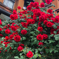 Random Climbing Rose Live Plant, Can Grow As Rose Bushes Shrubs, Fragrant Ready to Plant, Starter Size, 5 to 10 Inc Tall, Dormant in Winter