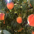 Peach Live Plant, Grafted Peach Plant 1 Feet Tall, Fruit Tree Well-Rooted for Planting (Golden Yellow)