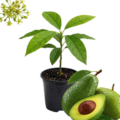 Avocado Tree Live Plant, Live Avocado Plant Seedling, 4 Inc Potted, Fruit Gardening Outdoor