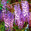 Pack 2 Purple Wisteria Live Plants for Planting, Wisteria Trees Live Plants 6 to 12 Inches Tall, in Pots, Wisteria Vine Flowers