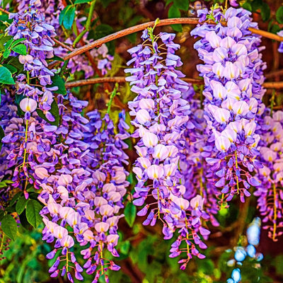 Pack 2 Purple Wisteria Live Plants for Planting, Wisteria Trees Live Plants 6 to 12 Inches Tall, in Pots, Wisteria Vine Flowers