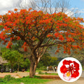 Red Flamboyant Tree Live Plant, 3 Months Old Seedling Royal Poinciana Tree for Planting, Hardy, Dormant in Winter, Jacaranda Like