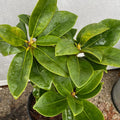 1-2 Feet Rhododendron Plants Live Bush Shrubs in 1 Gallon Pot for Planting, Azalea Bush Ready Plant, Live Rhododendron Plant Azalea (Creamy White Yellow Pink)