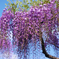 Set 3 Purple Wisteria Live Plants, Wisteria Trees Live Plants, Wisteria Vine for Planting 6 to 12 Inches Tall, Fragrant Wisteria Flowers in Pots