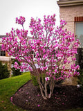 Magnolia Tree Live Plant for Planting, Magnolia Flowers Bush 6 to 12 Inches Height, in Pot, Fragrant Magnolia Shrub (Ann Magnolia)