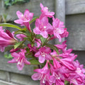 Pink Weigela Flowers Plant, Live Weigela Flowers Plant, 4 Inches Pot, Starter Plant for Outdoor Patio, Container