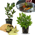 Herb Bay Leaf Plant Live Plant, 1 Year Old Bay Laurel Tree, Fragrant Laurus Nobilis, 8"-10" from Bottom Pot, Cold Hardy Indoor Outdoor Planting