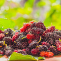 Dwarf Everbearing Mulberry Tree Live Plant for Planting, Mulberry Tree, Everbearing Fruit Tree, 4-7" Tall Plant