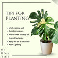 Monstera Plant 4-6 Inch, Live Indoor Plant, Split Leaf Houseplant for Home Office Decoration, No Pot (Variegated Monstera)