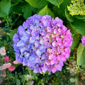 Deep Purple Blue to Red Pink Flower Hydrangea Plant Live 4" Pot, Hydrangea Shrub Flower Plants for Outdoor or Indoor Planting, Change Color Perennial Plant