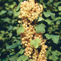 Live Currant Bush Plant Fast Growing, Ready Bear Fruit Within 1 Year - No NC, WV, NH, 6-14" Tall, Great for Backyard or Orchard Growing, Currant Plant (Yellow)
