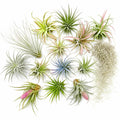20 Assorted Live Air Plants Tillandsia Variety Pack, Easy Care Indoor House Plants for Home Decor and Terrariums