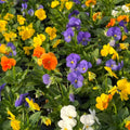Rare Pansy Assorted Flowers Plant Live, Multicolor Pansies for Outdoor Growing, Pansy Plant in 4'' Pot