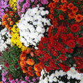 2 Assorted Chrysanthemum Plants Live, Vibrant Mum Flower Plants for Garden Landscape from 5 Inc Long