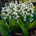 Lily of The Valley Plant Live, 6 Pips Fragrant White Lily Flowers, Lilies of The Valley Perennial for Planting Outdoors