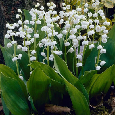 Lily of The Valley Plant Live, 6 Pips Fragrant White Lily Flowers, Lilies of The Valley Perennial for Planting Outdoors