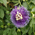 Passion Flower Plant, 4" Pot, Purple Passion Flower Vine Tree for Planting Indoors Outdoors