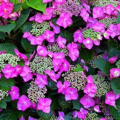 Cold Hardy Hydrangea Live Plant Tree, 5"-10" Hydrangea Bush Live Shrub Starter Plants, Dormant in Winter, Purple to Pink Blue Color Blooms