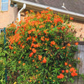 Sets 4 Orange Mexican Flame Plants Live Vine for Outdoor Planting, Starter Size 4-7" in Tall, No Pot, Fast-Growing, Long Bloomer