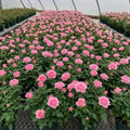Mini Rose Plant Live, Miniature Rose Bush in 3.5" Pot, Spring Blooming Mini Rose, 4–5" Tall, Indoor Outdoor Flowering Plant for Home Garden