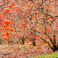 Set of 2 Persimmon Trees Bare Root, 1-2 Feet Tall Hardy Fruit Tree Seedlings for Outdoor Planting, Dormant Live Persimmon Bareroots