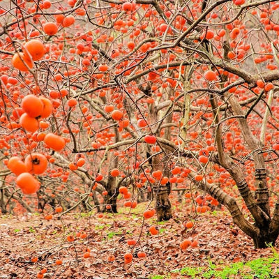 Set of 2 Persimmon Trees Bare Root, 1-2 Feet Tall Hardy Fruit Tree Seedlings for Outdoor Planting, Dormant Live Persimmon Bareroots