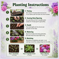 Mix Verbena Plant Live in 4 Inch Pot, Flowering Plant for Garden Beds, Patio Containers, Hanging Baskets