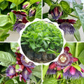 2 Abundant Bloom Deep Red Passion Flower Plants Live, Passiflora Live Plant for Trailing, Climbing Trellis Outdoor, 5-9" in Tall, Perennial, Fragrant