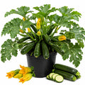 Green Zucchini Live Plant, Zucchini Vegetable Vine Plant, 4-7" Tall in Pot