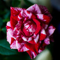 Red White Rose Plant Live, Rose Bush Shrub Plant, Climbing Rose Flower Plant, 2.5 Inc Potted