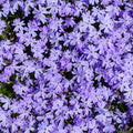 2 Live Creeping Phlox Plants Flower Starter Plant Groundcover, Blue Phlox Starter Plant, 3 to 6 Inches Tall