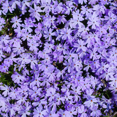 2 Live Creeping Phlox Plants Flower Starter Plant Groundcover, Blue Phlox Starter Plant, 3 to 6 Inches Tall