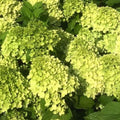 Green Hydrangea Plant Live in 2.5 Inch Pot, Appx 10 to 12 Inch Hydrangea Flower Starter Plant for Garden