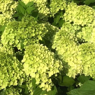 Green Hydrangea Plant Live in 2.5 Inch Pot, Appx 10 to 12 Inch Hydrangea Flower Starter Plant for Garden