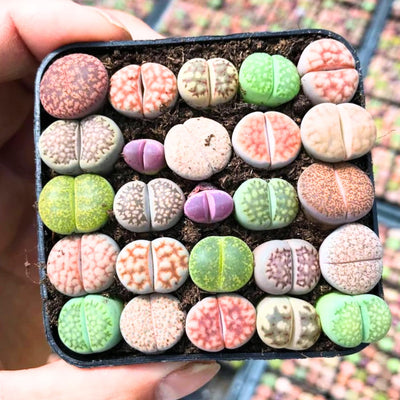 20 Pack Assorted Lithop Live Plants, Rare Living Stone Succulents Plants Live for Indoor Gardens, Lithops Seedlings