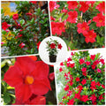 Set 2 Red Mandevilla Live Plant Vine, Mandevilla Plant, 4-6 Inches Tall, Climbing Shrubs for Trellis and Outdoor Garden