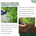 Live Currant Bush Plant Fast Growing, Ready Bear Fruit Within 1 Year - No NC, WV, NH, 6-14" Tall, Great for Backyard or Orchard Growing, Currant Plant (Red)