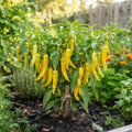 Yellow Banana Pepper Live Plants, Yellow Fruit, 4-7 Inch Tall in 4 Inch Pot