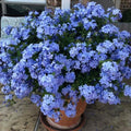 Set of Live 2 Evolvulus Blue Daze Plant, Blooming Perennial Evolvulus Plants, 4-6 Inches Tall, Well Rooted for Outdoor Growing