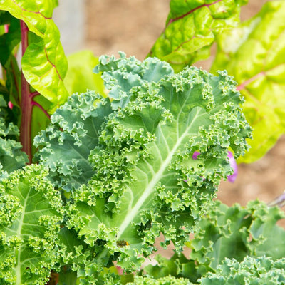 Kale Plants Live in 4 Inch Pot, Kale Seedling from 3 to 5 Inches Tall, Well Rooted, Hardy Vegetable for Outdoor Planting, 3 Plants Per Pot