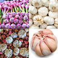 1 Pound Hard Neck Garlic for Planting in Fall, Assorted Mixed Garlic Bulb for Planting, Fresh and High Yield, Cold Hardy, Planting Softneck Hardneck