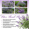 Vitex Chaste Tree for Outdoor Garden