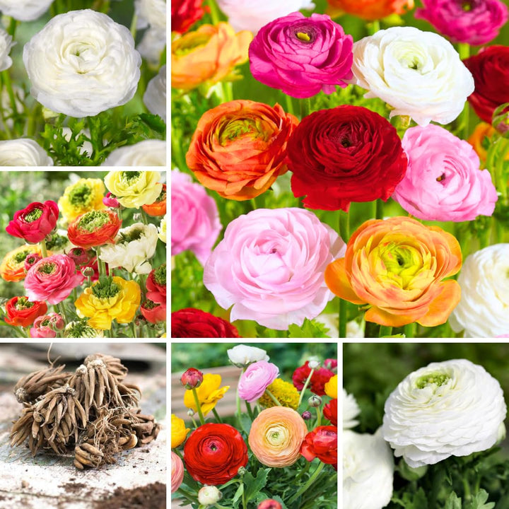 30 Ranunculus Bulbs for Planting, Ranunculus Corms, Butterfly Ranunculus Flowers Bulbs, Peony Buttercup Ranunculus for Spring Fall (Mix Ranunculus)