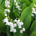 15 Lily of the Valley Plant Roots, Live Lily Rhizomes for Planting, Fragrant White Flowers Lily of the Valley Plant Bare Roots for Outdoor Indoor Home Gardens